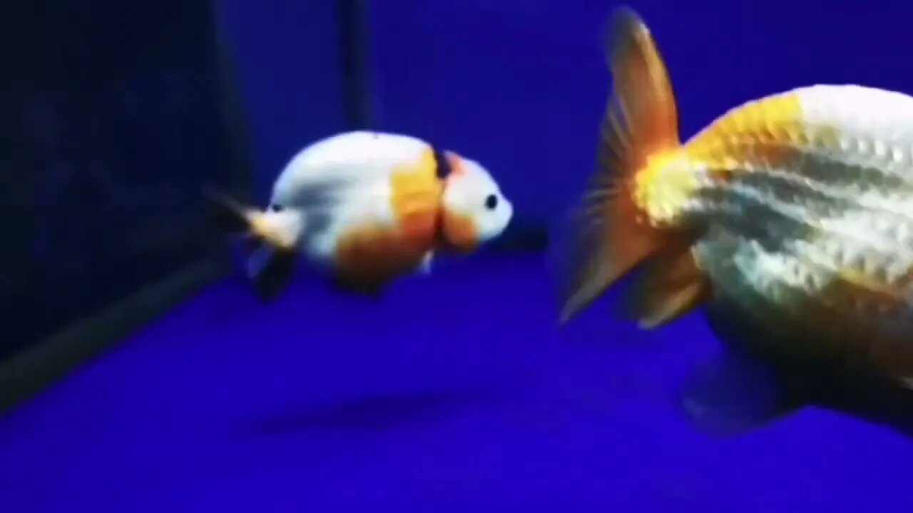 world class ranchu goldfish58 6