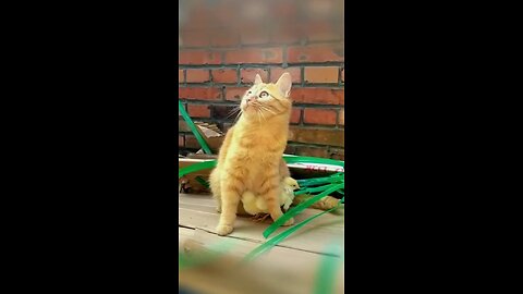 Funny Animal Videos Of The Day 0030! 😂😂 #fyp #memes #memedaily #dankmemes