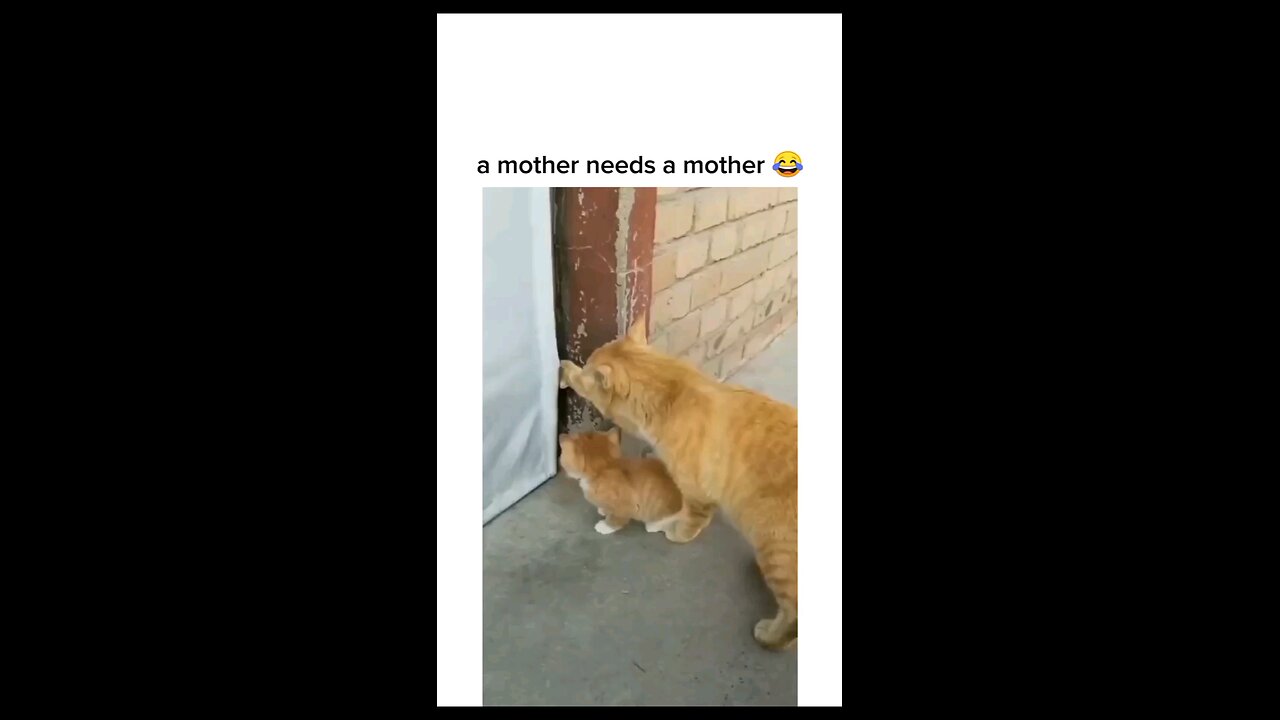 funny cats 🤣🤣🐈⬛️🐈😻😻
