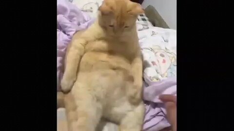 funny 😁 Animal Videos PT10