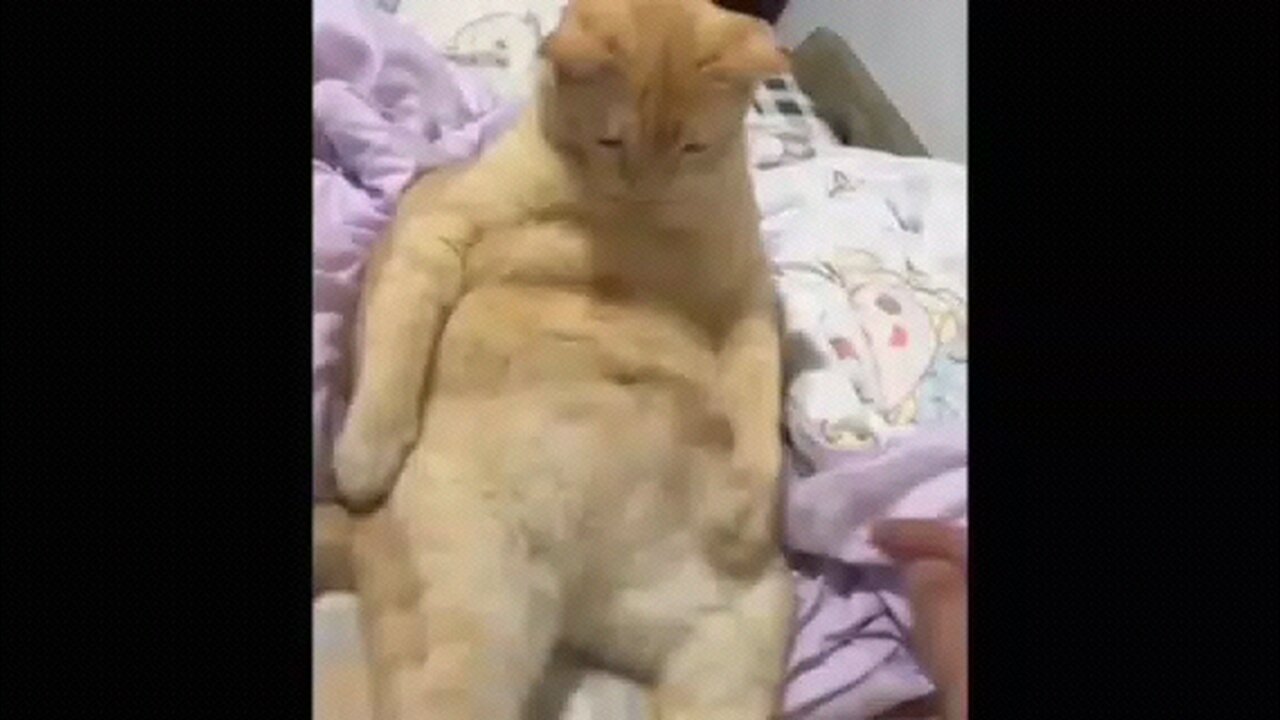funny 😁 Animal Videos PT10