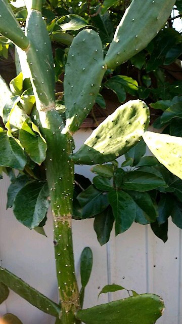Nopal plant
