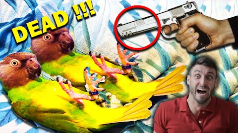 IS THE PARROT DEAD????????