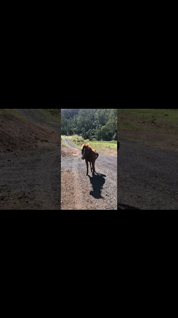 Little visits with Banjo the brumby - Banjo and I have a stand off Part I