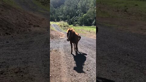 Little visits with Banjo the brumby - Banjo and I have a stand off Part I