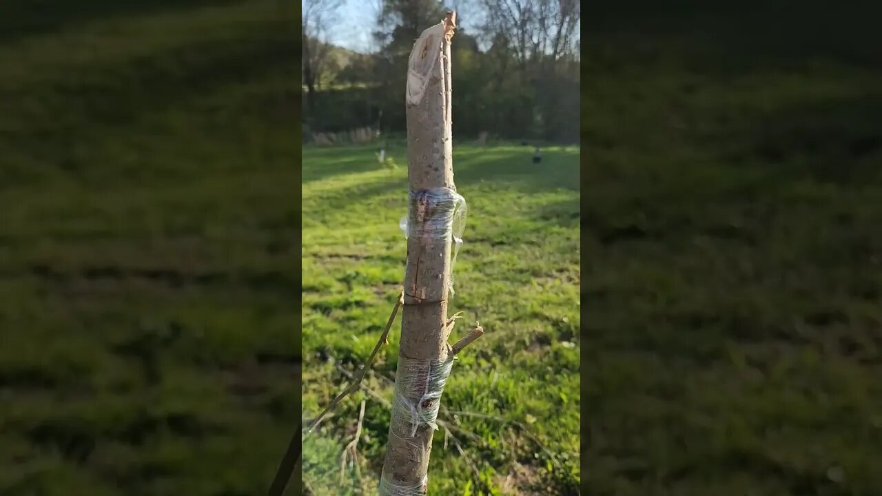 Bud graft - red mulberry #farmlife