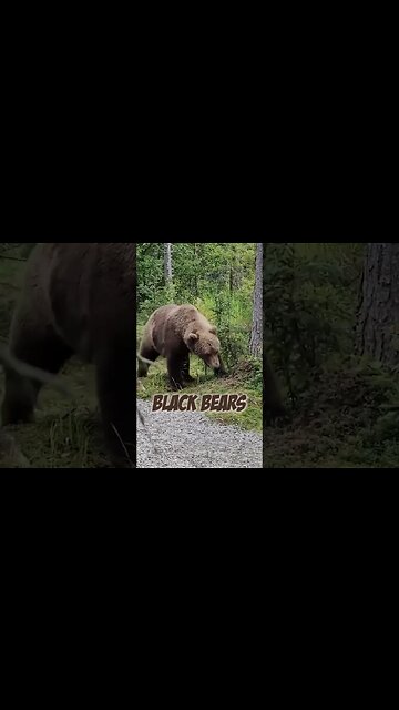 Black Bears Are Taking Over This Hiking Trail!