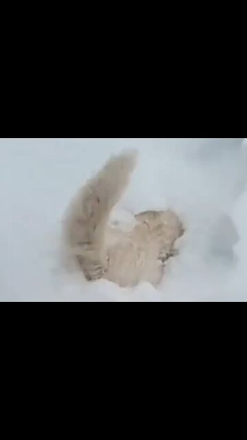 SNOW PUPPIES (FUNNY)