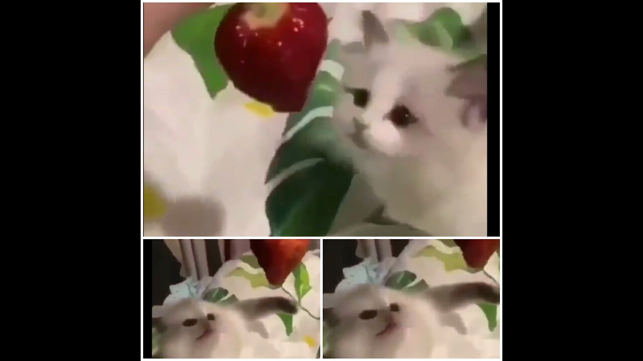 Cats Funny Sense 🤣🤣 Best Cats So sweet