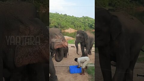 Bannerghatta Safari | Karnataka | Bannerghatta National Park | Yaathra | S #132