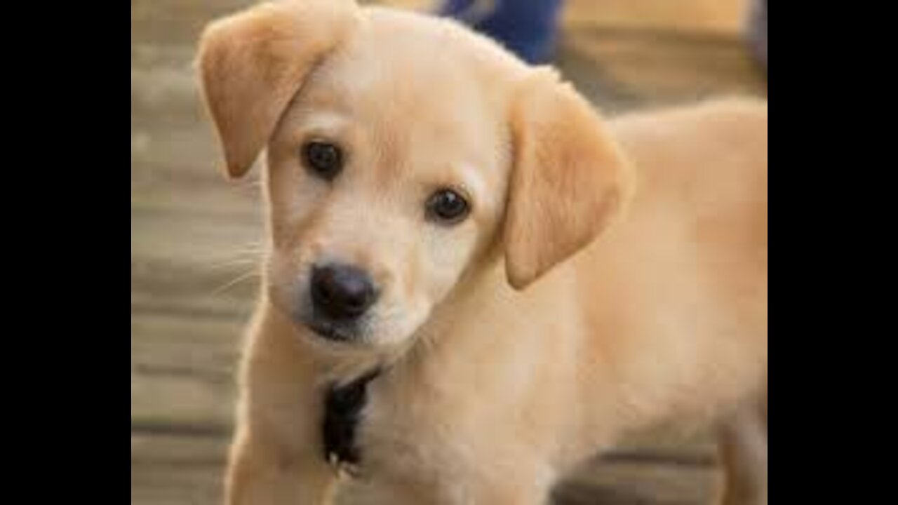 Cute Puppies being Hilarious 1 | Funny Puppies & Dog Compilation