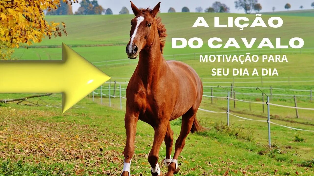 A LIÇÃO DO CAVALO SUPERANDO A ADVERSIDADE COM DETERMINAÇÃO