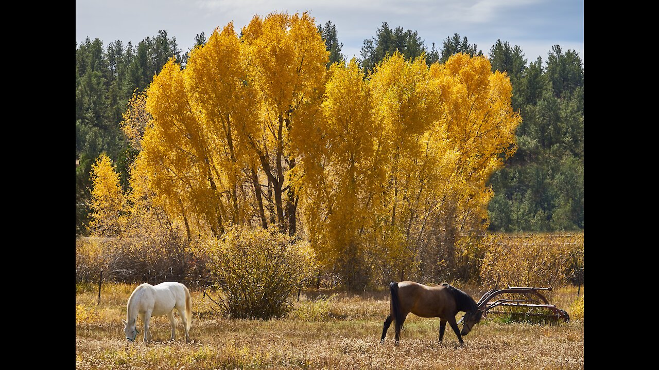 Colorado Fall Color 2021