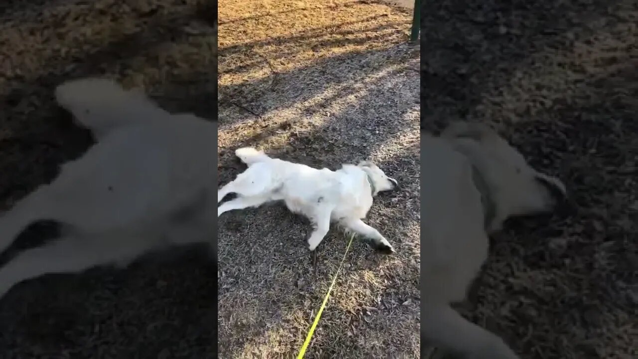 Cachorrinho Brincando no Chão de Terra #shorts