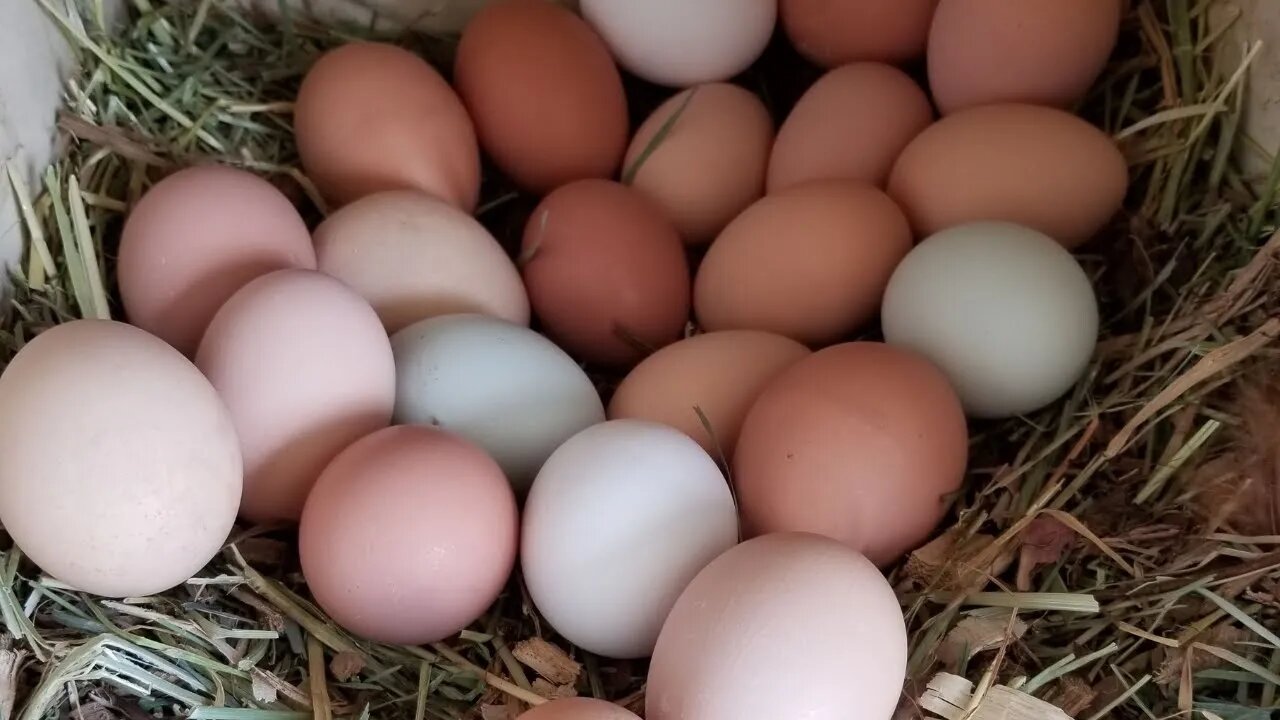 Collecting Eggs on the Homestead. (over 200 chickens!)