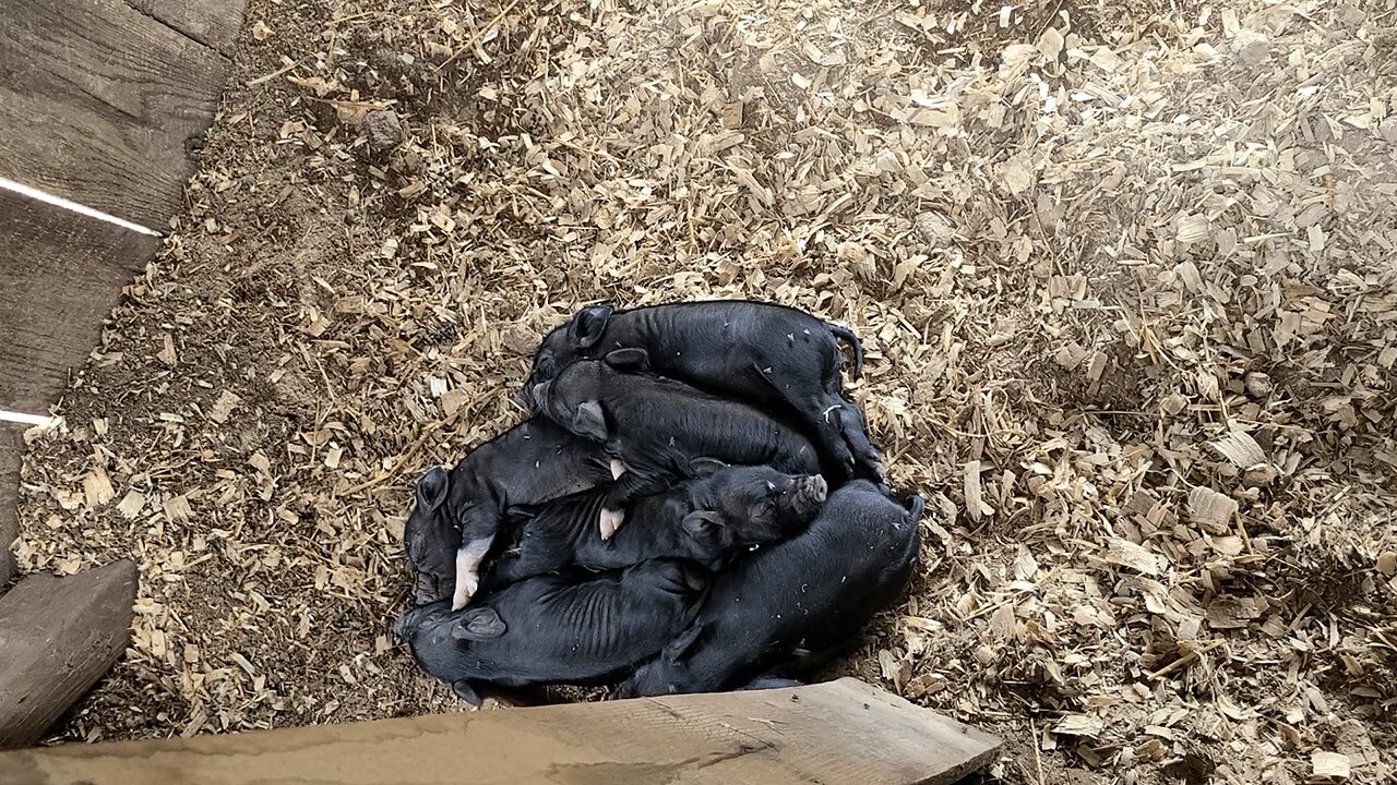 First Batch of American Guinea Hog Piglets for the Year