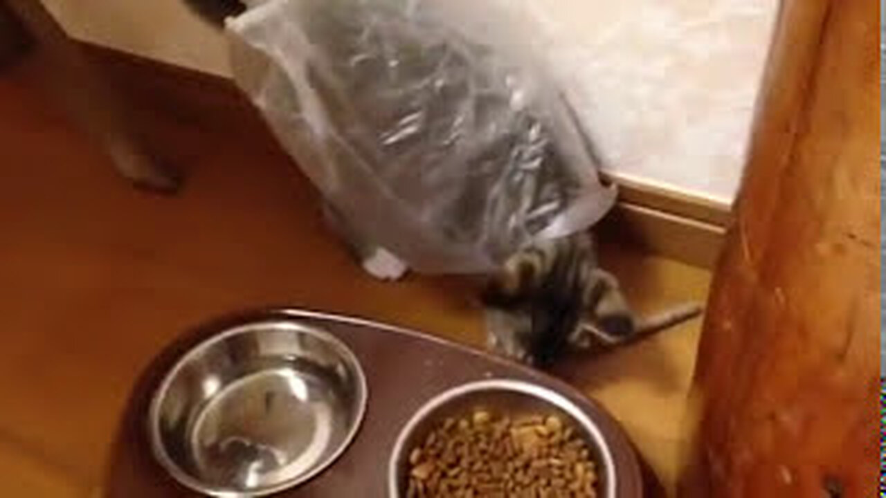 Kitten playing with plastic bag