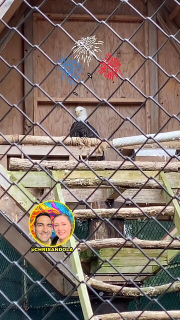 AMERICAN BALD EAGLE!