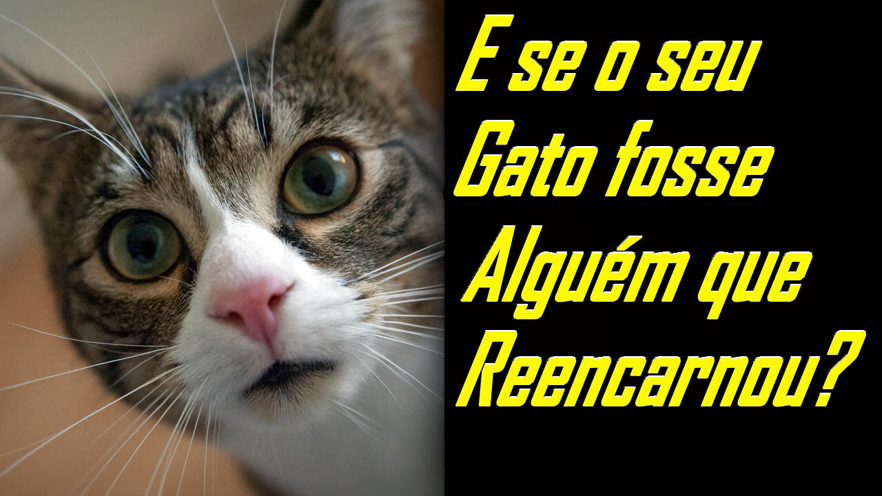 JÁ PENSOU SE O SEU GATO É UMA PESSOA QUE REENCARNOU?