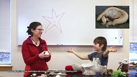 Ocean Science Discovery Lab: Sea Stars