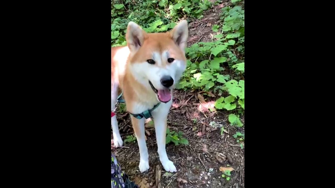 Akita inu