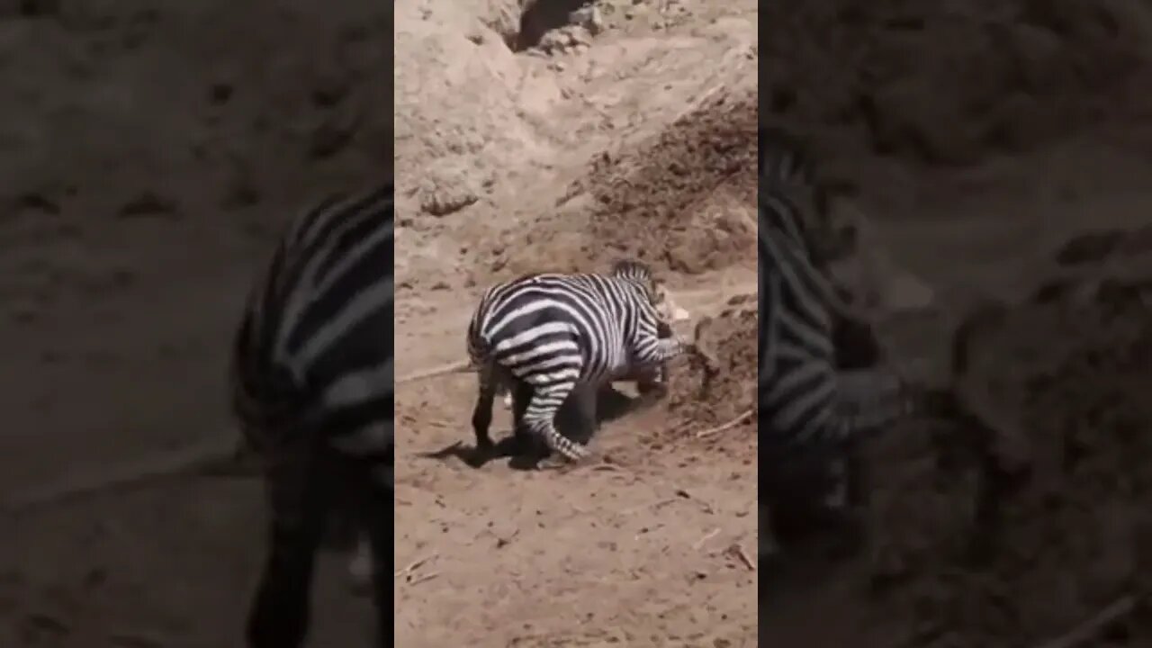 Lion hunting zebra at river side 🦁🦁🦓🦓🦓... #animalplanet #animallife #animallove #zebra