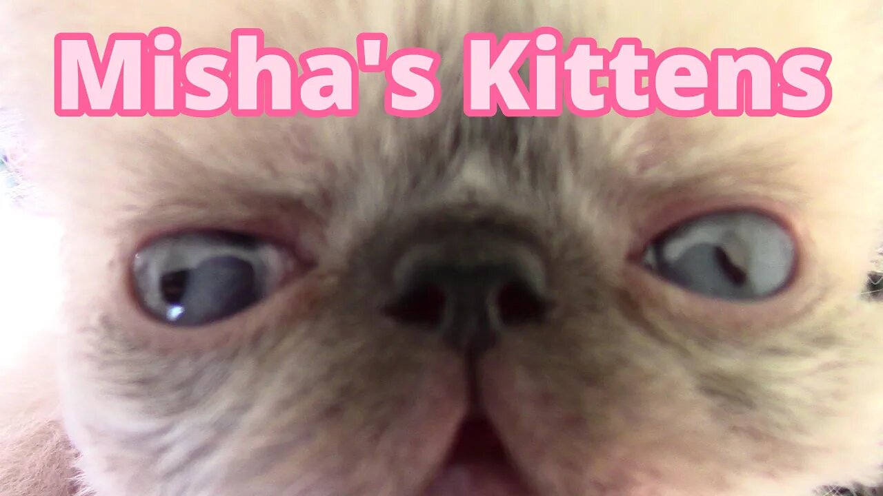 Misha's Kittens Are 4 Weeks Old! 😻