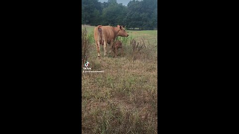 Newborn baby bull calf.