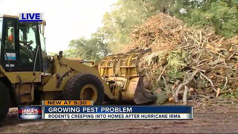 Rodents creeping into homes after Hurricane Irma