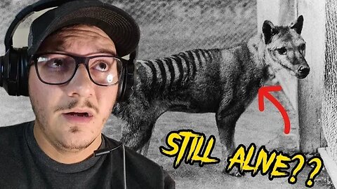 Is the thylacine still around?