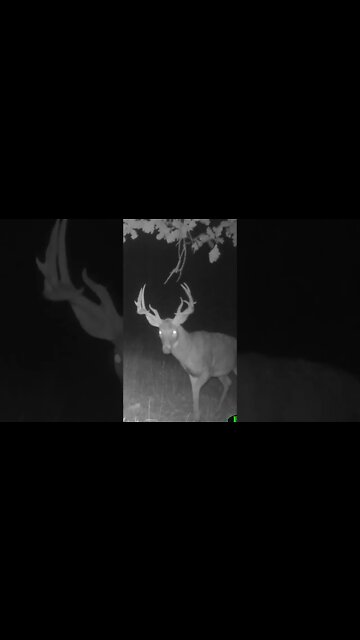 Whitetail Growth To Maturity In 45 Seconds! (Age 2.5 - 6.5)