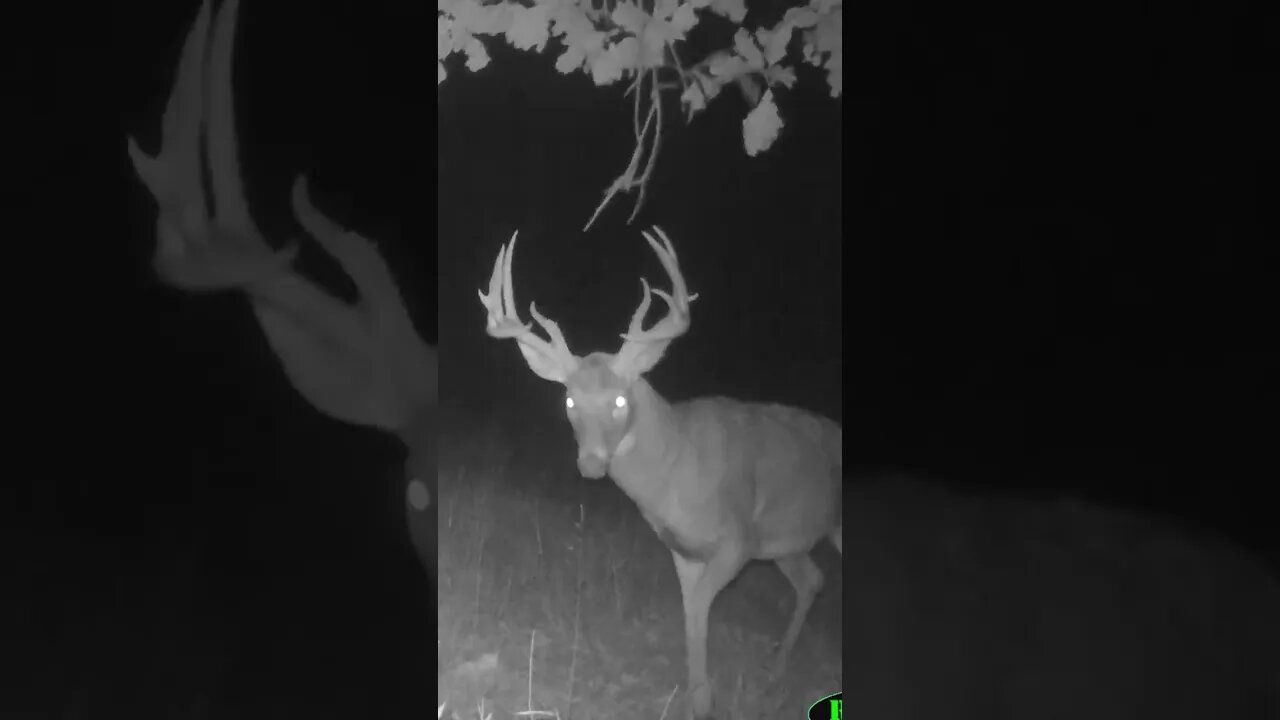 Whitetail Growth To Maturity In 45 Seconds! (Age 2.5 - 6.5)