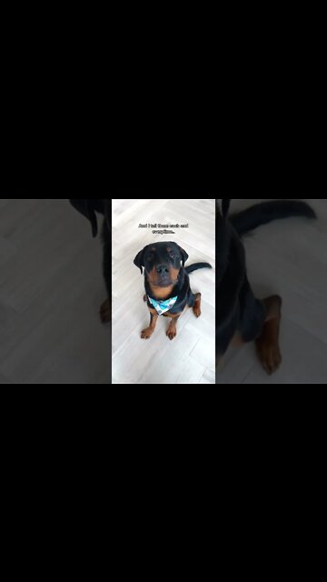 OMG 😍 What A Beautiful Rottie! #Shorts #rottweiler #dogs