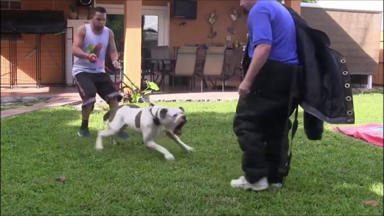 Make Dog Become Fully Aggressive With Few Simple ways