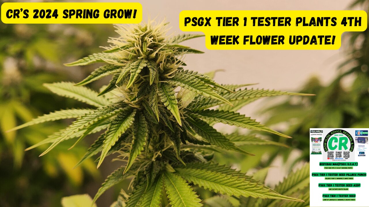 CR's 2024 Spring Growing Season - PSGX Tier 1 Tester Plants 4th Week Flower Update!