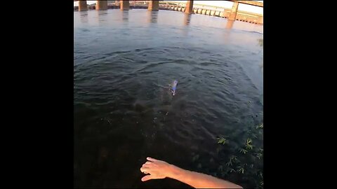 cast netting some Bait