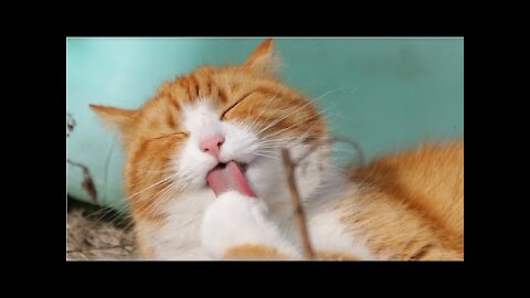 Cutest Cats And Funny Dogs Videos Compilation 2022.