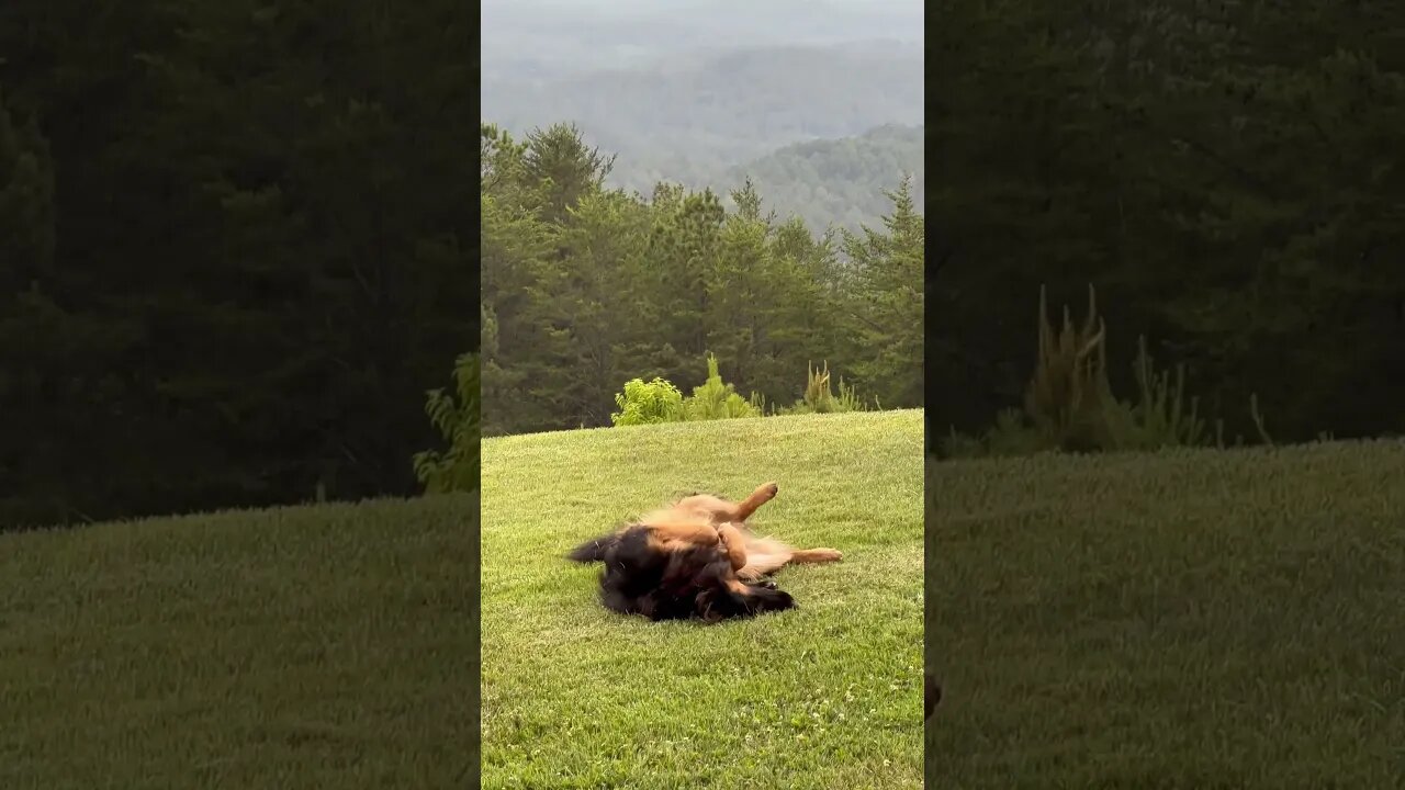 Mountain summer #germanshepherd #gsd #mountains