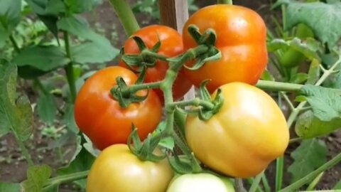 tomato garden ready to harvest