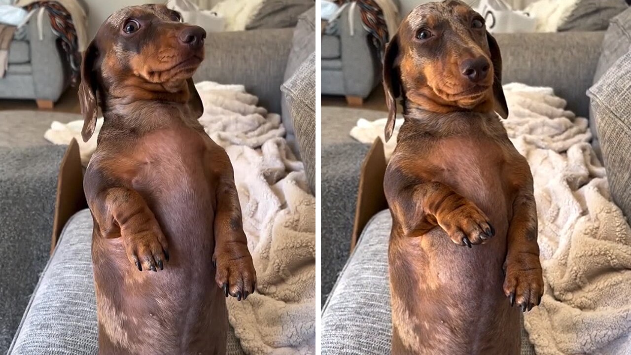 Sassy Dachshund shows his cute yet bold attitude