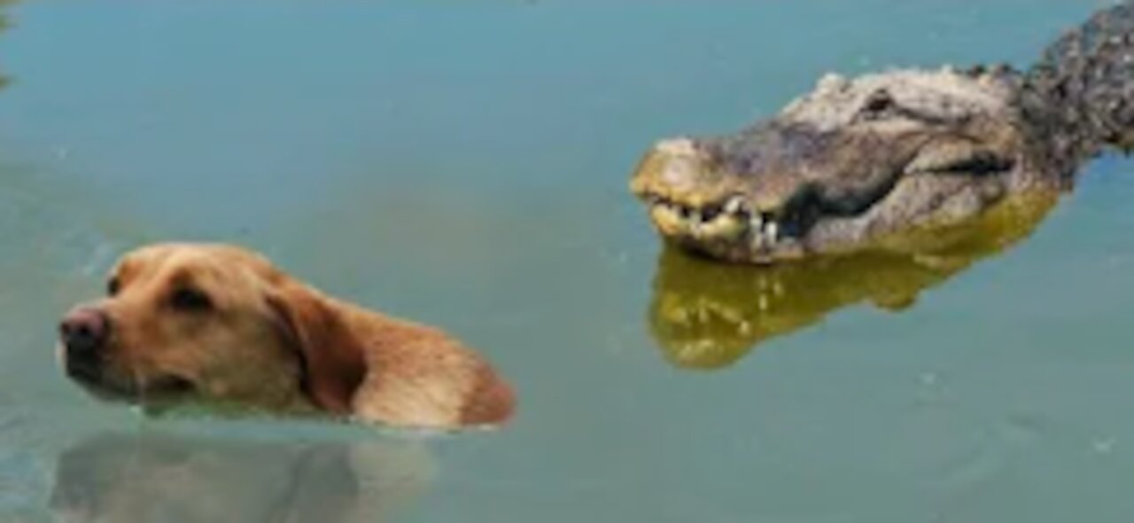 A dog meets crocodile