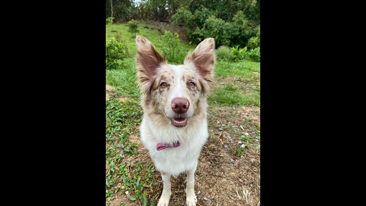 Border collie Jumping