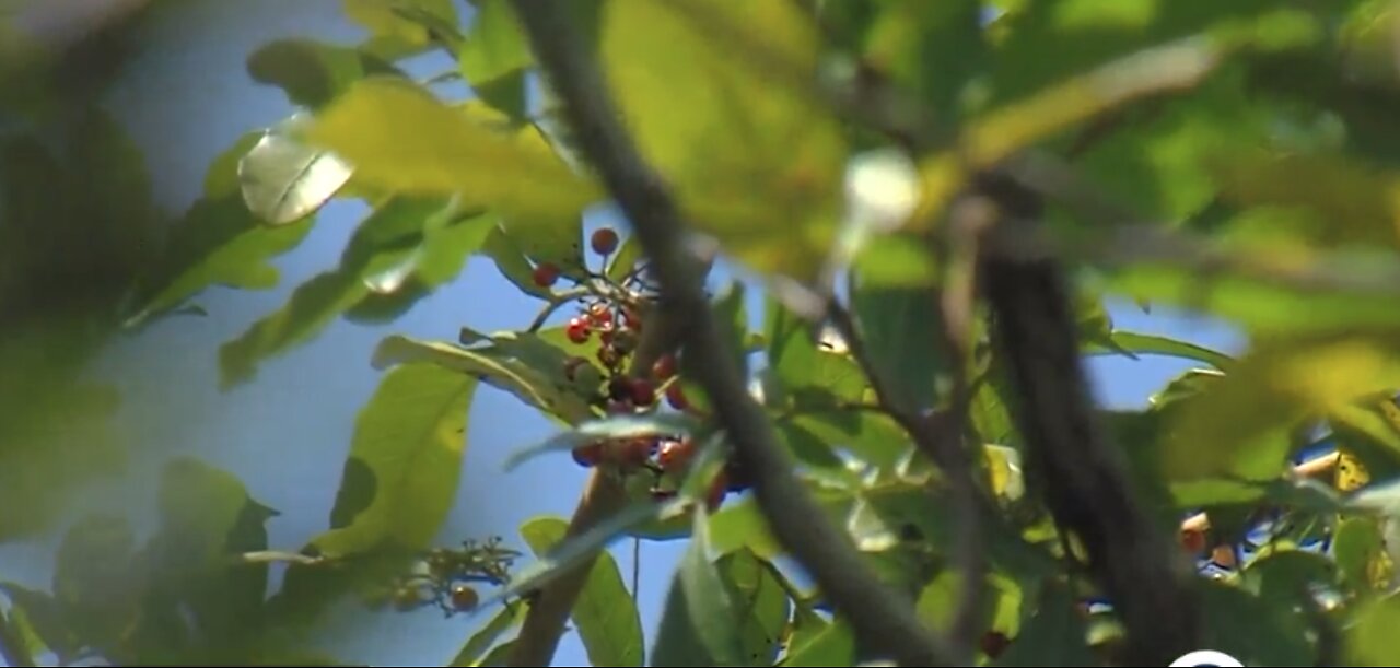 Wellington family faces high fines due to invasive trees in property