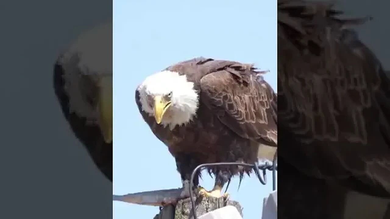 Bald eagle Eating a Large Fish for Lunch Longer Version 🦅 #shorts