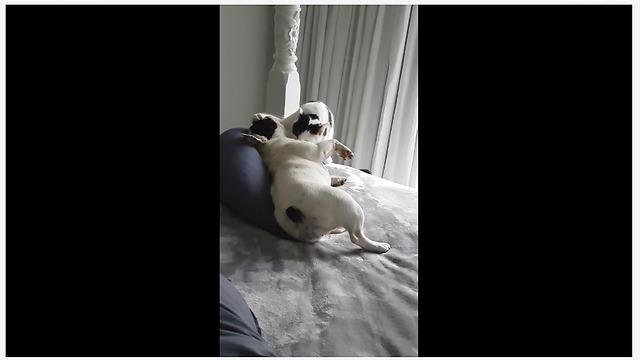 Cat literally forces dog to lie down for bath