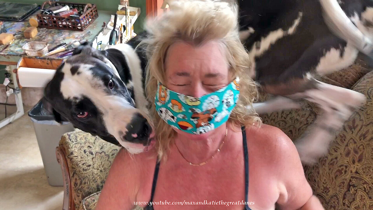 Great Dane's Reaction To Scooby Doo Mask Creates A Cat 1 Wind With His Tail