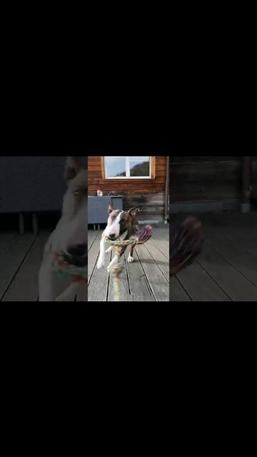 dog dance, bullterrier, funny video, funny dog, rock and Roll,