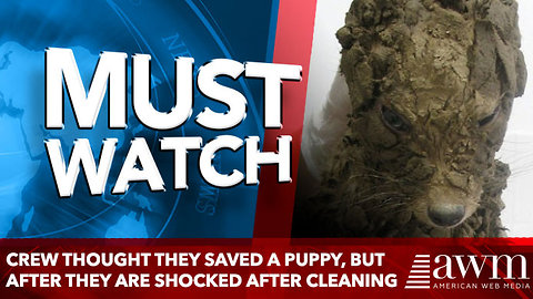 Crew Thought They Saved A Puppy, But After They Clean Her Up They Are In For A Surpirse