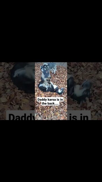 Freya Playing In The Leaves #shorts #doggo #shepsky