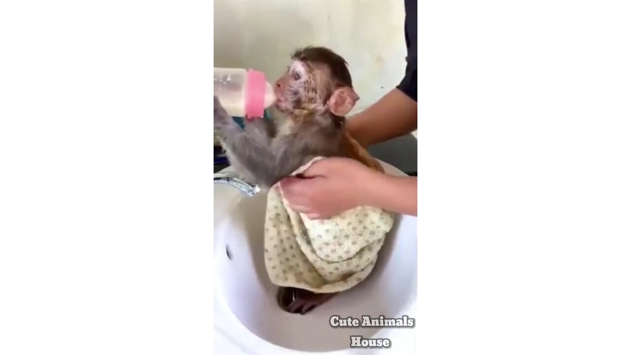 Monkey funny videos 🤣🤣